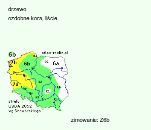 wymagania uprawowe Acer rufinerve (klon rdzawy)