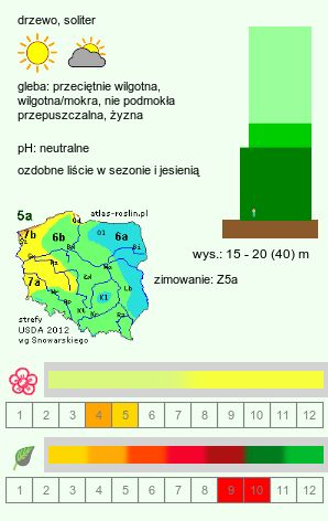 wymagania uprawowe Acer saccharum (klon cukrowy)