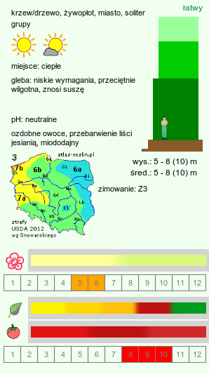 wymagania uprawowe Acer tataricum (klon tatarski)