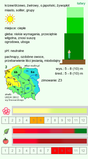 wymagania uprawowe Acer ginnala (klon ginnala)