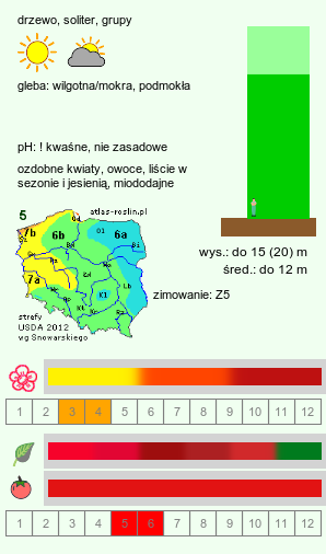 wymagania uprawowe Acer rubrum (klon czerwony)