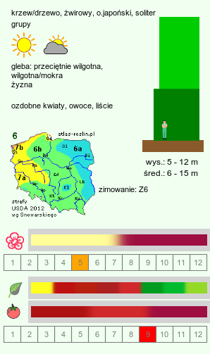 wymagania uprawowe Acer circinatum (klon okrągłolisty)