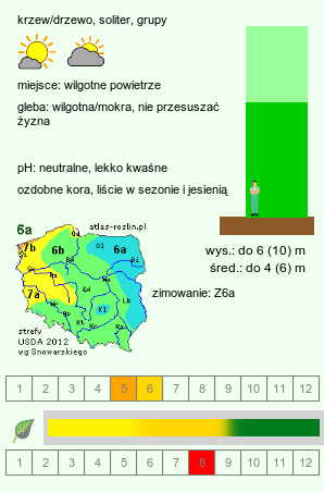 wymagania uprawowe Acer pensylvanicum (klon pensylwański)