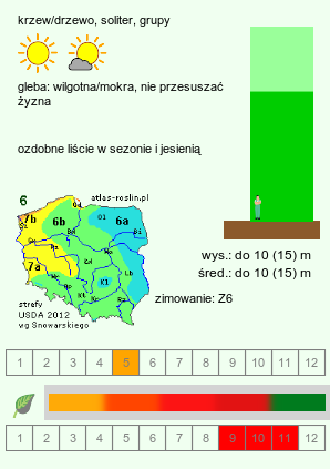 wymagania uprawowe Acer maximowiczianum (klon nikkoński)