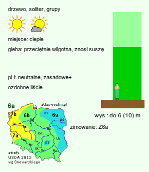 wymagania uprawowe Acer monspessulanum (klon francuski)