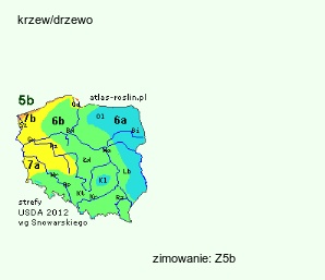 wymagania uprawowe Staphylea colchica (kłokoczka kaukaska)