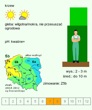 wymagania uprawowe Aesculus parviflora (kasztanowiec drobnokwiatowy)