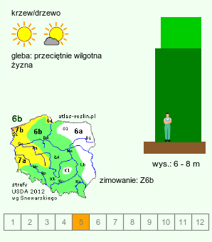 wymagania uprawowe Aesculus pavia (kasztanowiec krwisty)