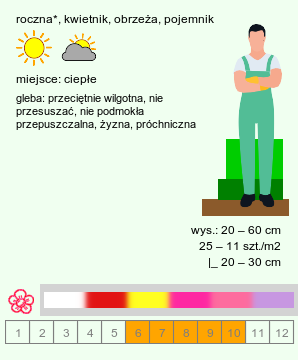 wymagania uprawowe Impatiens balsamina (niecierpek balsamina)