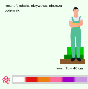 wymagania uprawowe Impatiens ×nova-guinea (niecierpek nowogwinejski)