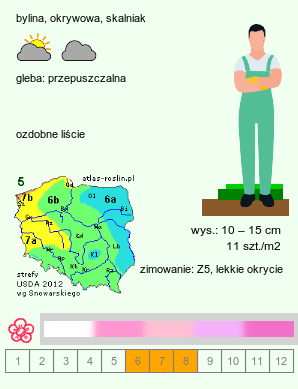 wymagania uprawowe Geranium dalmaticum (bodziszek dalmacki)