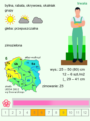 wymagania uprawowe Geranium endressii (bodziszek Endressa)