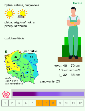 wymagania uprawowe Geranium ×magnificum (bodziszek wspaniały)