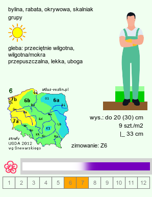 wymagania uprawowe Geranium renardii (bodziszek Renarda)