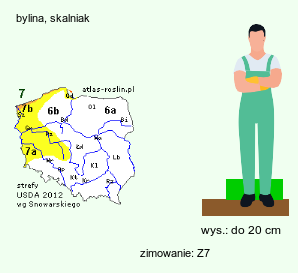 wymagania uprawowe Geranium sessiliflorum (bodziszek bezszypułkowy)