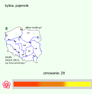 wymagania uprawowe Tropaeolum tuberosum (nasturcja bulwiasta)