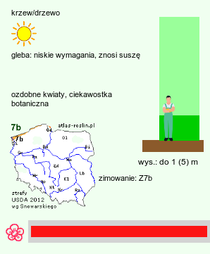 wymagania uprawowe Punica granatum (granatowiec właściwy)