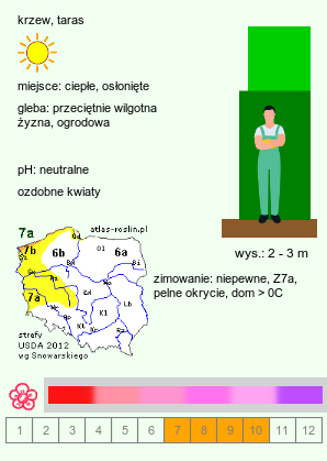 wymagania uprawowe Lagerstroemia indica (lagerstremia indyjska)