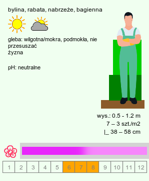 wymagania uprawowe Lythrum virgatum (krwawnica rózgowata)