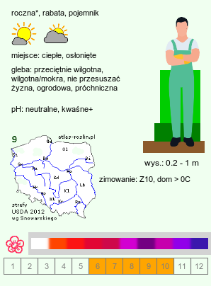 wymagania uprawowe Fuchsia (fuksja)