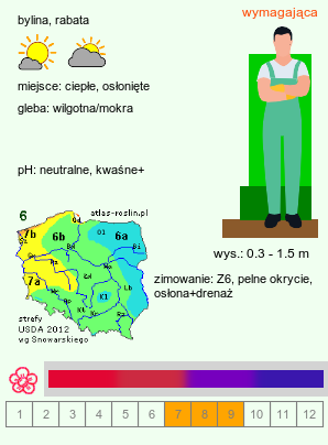 wymagania uprawowe Fuchsia magellanica (fuksja magellańska)