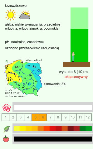 wymagania uprawowe Cornus sanguinea (dereń świdwa)