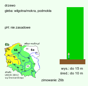 wymagania uprawowe Nyssa sylvatica (błotnia leśna)