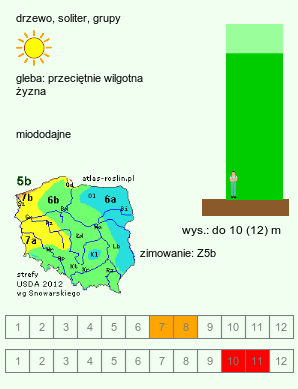 wymagania uprawowe Kalopanax septemlobus (kalopanaks siedmioklapowy)