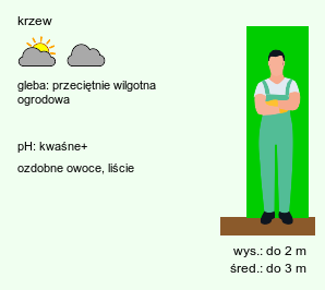 wymagania uprawowe Oplopanax horridus (kolcosił straszliwy)