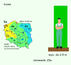 wymagania uprawowe Eleutherococcus sieboldianus (kolcosił Siebolda)