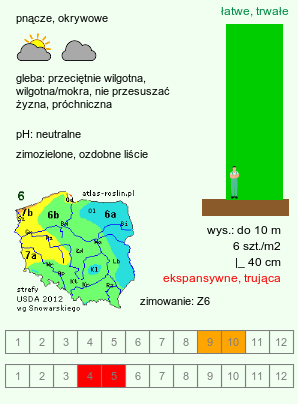 wymagania uprawowe Hedera (bluszcz)