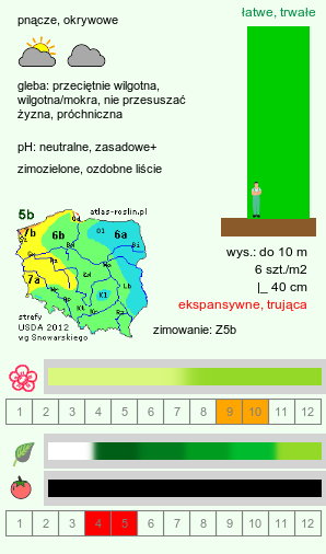 wymagania uprawowe Hedera helix (bluszcz pospolity)