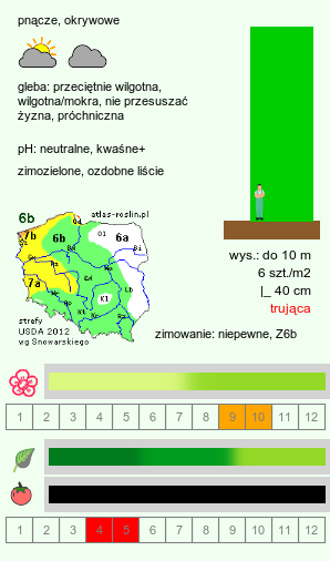 wymagania uprawowe Hedera colchica (bluszcz kolchidzki)