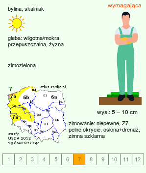 wymagania uprawowe Azorella filamentosa (azorella nitkowata)