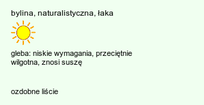 wymagania uprawowe Eryngium campestre (mikołajek polny)