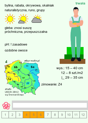 wymagania uprawowe Anemonoides sylvestris (zawilec wielkokwiatowy)