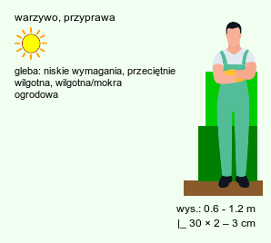 wymagania uprawowe Anethum graveolens (koper ogrodowy)