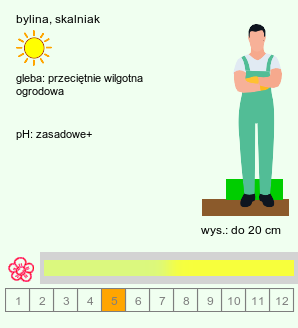 wymagania uprawowe Bupleurum ranunculoides (przewiercień jaskrowaty)