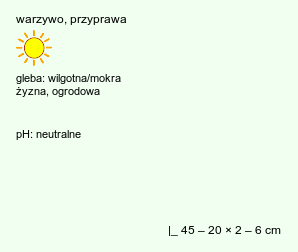 wymagania uprawowe Petroselinum crispum (pietruszka zwyczajna)