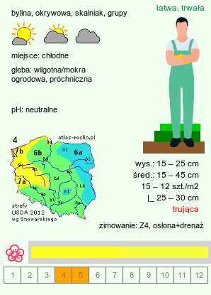 wymagania uprawowe Anemonoides ranunculoides (zawilec żółty)