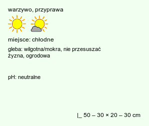 wymagania uprawowe Apium graveolens var. rapaceum (seler korzeniowy)