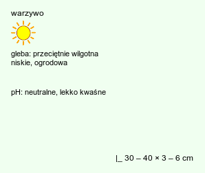 wymagania uprawowe Daucus carota ssp. sativus (marchew zwyczajna uprawna)