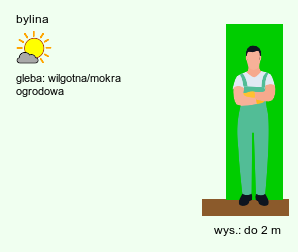 wymagania uprawowe Myrrhis odorata (marchewnik anyżowy)