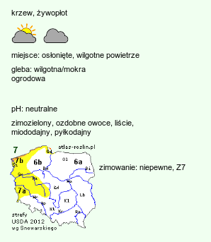 wymagania uprawowe Ilex (ostrokrzew)