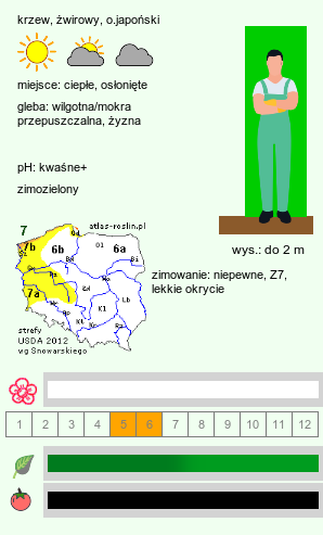 wymagania uprawowe Ilex crenata (ostrokrzew bukszpanowy)