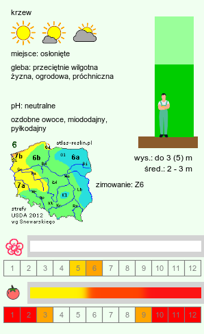 wymagania uprawowe Ilex verticillata (ostrokrzew okółkowy)