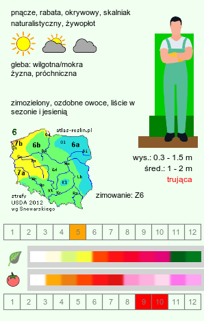 wymagania uprawowe Euonymus (trzmielina)