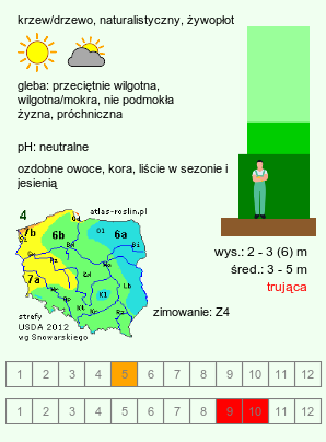 wymagania uprawowe Euonymus europaeus (trzmielina zwyczajna)