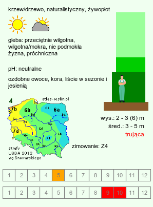 wymagania uprawowe Euonymus europaea (trzmielina zwyczajna)