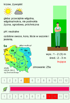 wymagania uprawowe Euonymus alatus (trzmielina oskrzydlona)